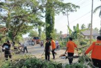 BPBD Tanah Bumbu Gerak Cepat Tangani Pohon Tumbang