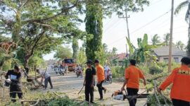 BPBD Tanah Bumbu Gerak Cepat Tangani Pohon Tumbang