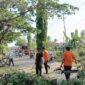 BPBD Tanah Bumbu Gerak Cepat Tangani Pohon Tumbang