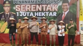 Penanaman Jagung Serentak 1 Juta Hektar Desa Sarigadung Tingkatkan Produksi Pangan Nasional