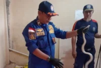 Petugas Damkar Evakuasi Ular Paikat dari Klinik