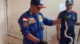 Petugas Damkar Evakuasi Ular Paikat dari Klinik