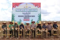 H. Hasanuddin Hadiri Panen Raya Jagung Serentak di Tanah Bumbu: Dorong Swasembada Pangan dan Gebrakan Ekspor 1.200 Ton
