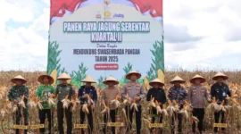 H. Hasanuddin Hadiri Panen Raya Jagung Serentak di Tanah Bumbu: Dorong Swasembada Pangan dan Gebrakan Ekspor 1.200 Ton
