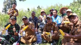 Dukung Ketahanan Pangan, Pemkab Kotabaru Panen Jagung di Desa Sebelimbingan