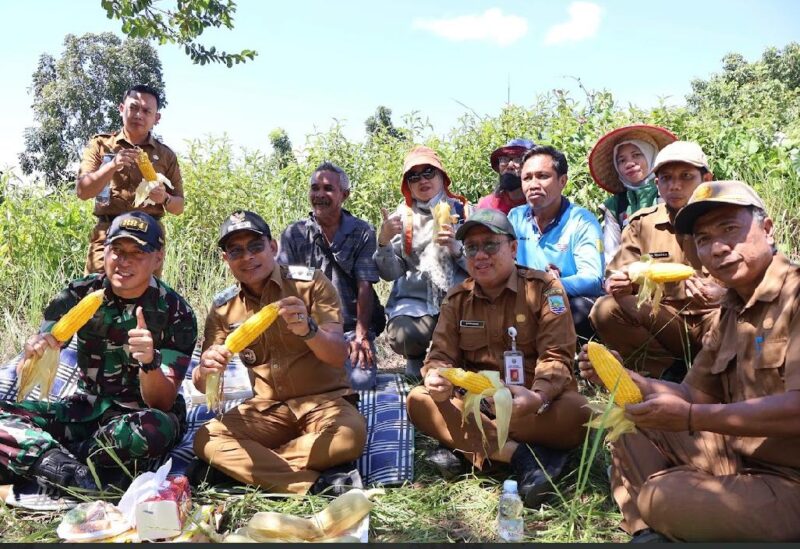 Dukung Ketahanan Pangan, Pemkab Kotabaru Panen Jagung di Desa Sebelimbingan