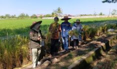 Panen Perdana Padi Apung di Sungai Tabuk, DPKP Kalsel Dorong Pemanfaatan Lahan Rawa