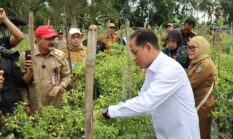Dukung Ketahanan Pangan dan Kendali Inflasi, Wamenko Pangan Panen Cabai di Angkinang
