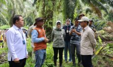 Wamenko Pangan Tinjau SISKA di Tanah Bumbu, Integrasi Sawit-Sapi Dinilai Mampu Kurangi Impor Daging
